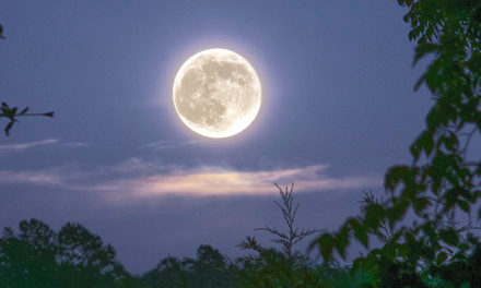 LUNAR LANDSCAPE – Creating the Perfect Moonlit Garden