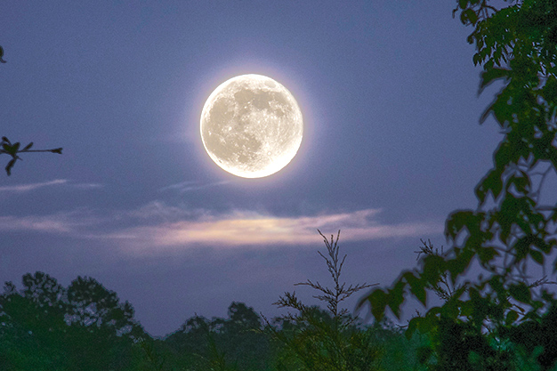 LUNAR LANDSCAPE – Creating the Perfect Moonlit Garden