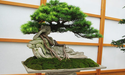 DARE TO BONSAI