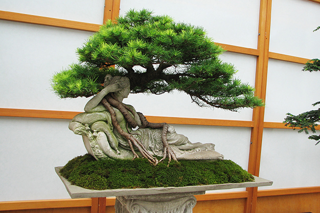 DARE TO BONSAI