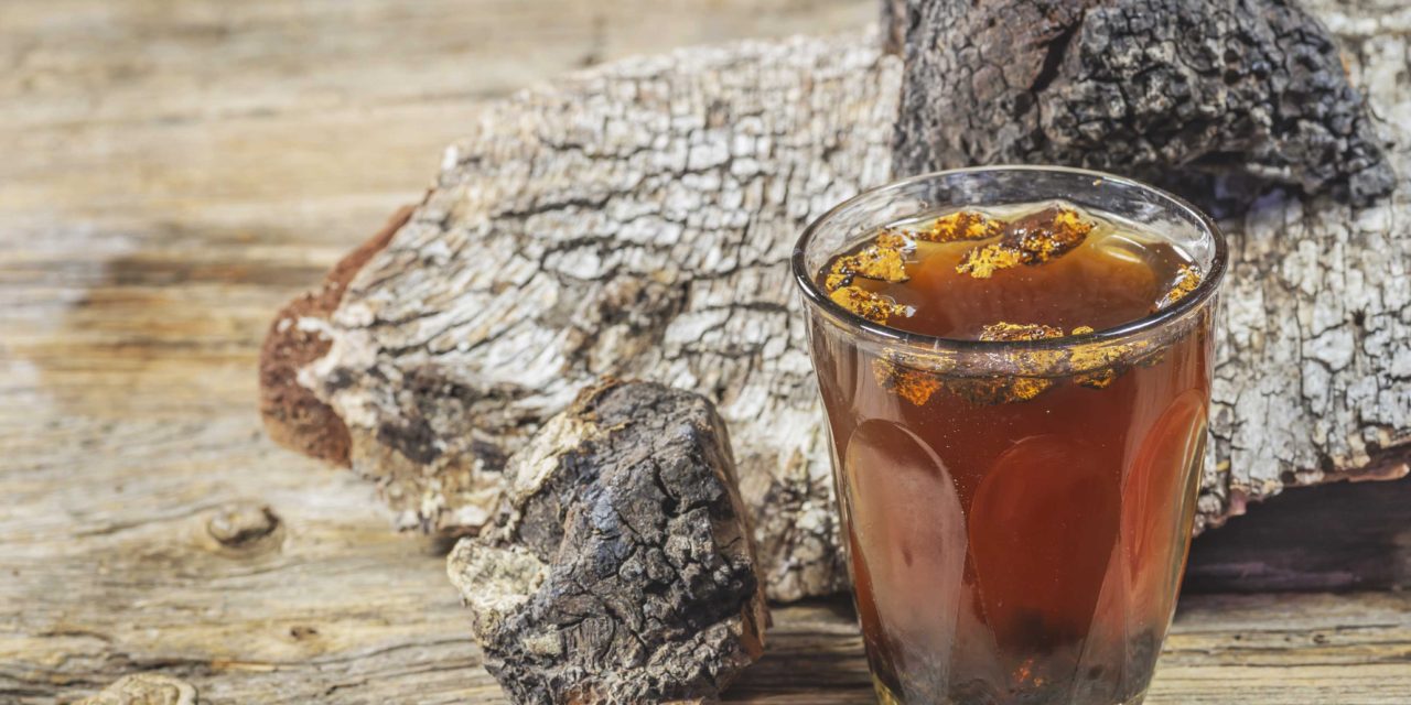 CHASING CHAGA – The immune boosting superfood