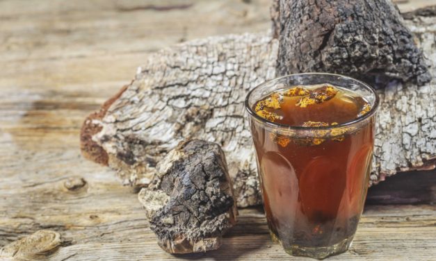 CHASING CHAGA – The immune boosting superfood