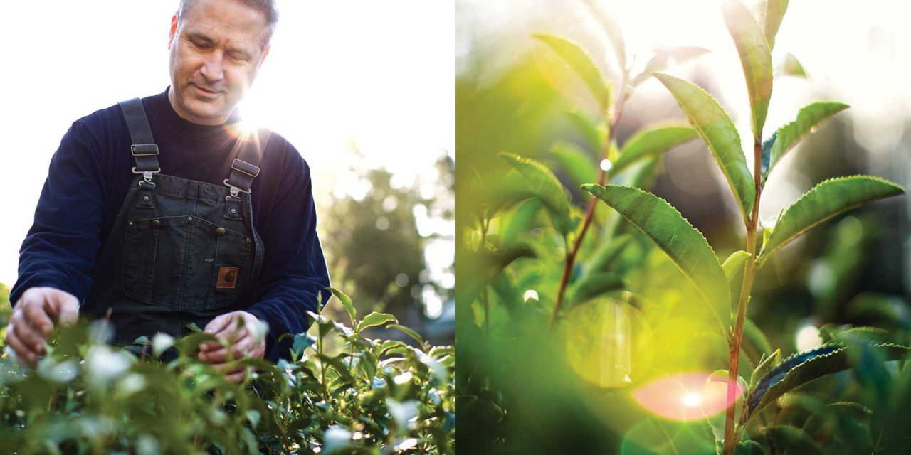 A HISTORIC MOMENT FOR TEA TRADITION IN CANADA